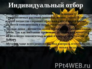 Индивидуальный отбор Индивидуальный отбор применяют при селекции самоопыляемых р