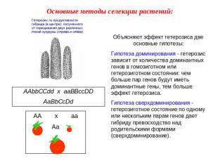 Основные методы селекции растений: Объясняют эффект гетерозиса две основные гипо