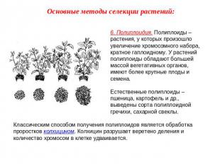 Основные методы селекции растений: 6. Полиплоидия. Полиплоиды – растения, у кото