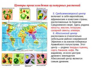 Центры происхождения культурных растений 5. Средиземноморский центр включает в с