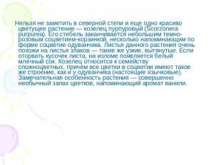 Нельзя не заметить в северной степи и еще одно красиво цветущее растение — козел