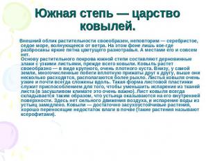 Южная степь — царство ковылей. Внешний облик растительности своеобразен, неповто