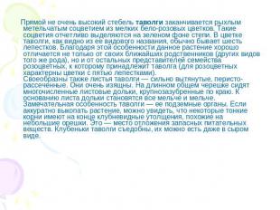 Прямой не очень высокий стебель таволги заканчивается рыхлым метельчатым соцвети