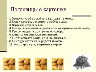 Пословицы о картошке 1. Уродился хлеб в оглоблю, а картошка – в колесо.2. Клади