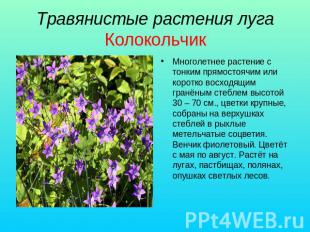 Травянистые растения луга Колокольчик Многолетнее растение с тонким прямостоячим