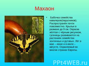 Махаон Бабочка семейства кавалеров(парусников). Распространён почти повсеместно.