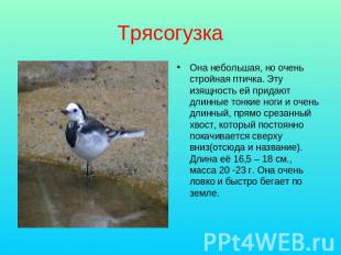 Трясогузка Она небольшая, но очень стройная птичка. Эту изящность ей придают дли