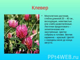 Клевер Многолетнее растение, стебли длинной 20 – 40 см., восходящие, неветвистые