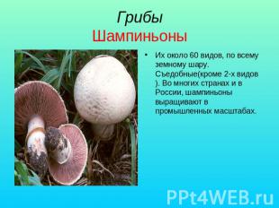 Грибы Шампиньоны Их около 60 видов, по всему земному шару. Съедобные(кроме 2-х в