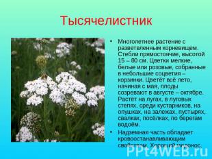 Тысячелистник Многолетнее растение с разветвленным корневищем. Стебли прямостояч