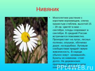 Нивяник Многолетнее растение с коротким корневищем, слегка гранистым стеблем, вы