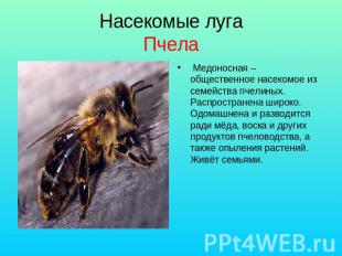 Насекомые луга Пчела Медоносная – общественное насекомое из семейства пчелиных.