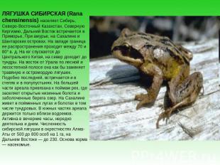 ЛЯГУШКА СИБИРСКАЯ (Rana chensinensis) населяет Сибирь, Северо-Восточный Казахста