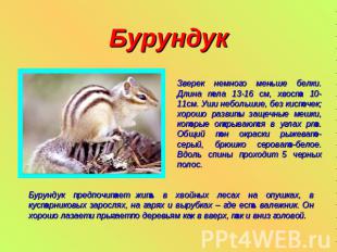 Бурундук Зверек немного меньше белки. Длина тела 13-16 см, хвоста 10-11см. Уши н