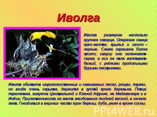 Иволга Иволга размером несколько крупнее скворца. Оперение самца ярко-желтое, кр