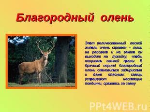 Благородный олень Этот величественный лесной житель очень скромен – лишь на расс