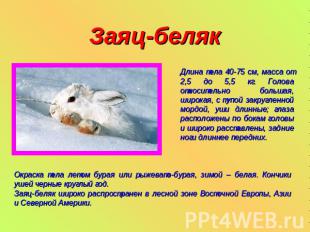 Заяц-беляк Длина тела 40-75 см, масса от 2,5 до 5,5 кг. Голова относительно боль