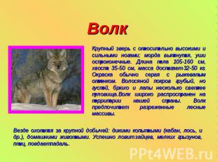 Волк Крупный зверь с относительно высокими и сильными ногами; морда вытянутая, у