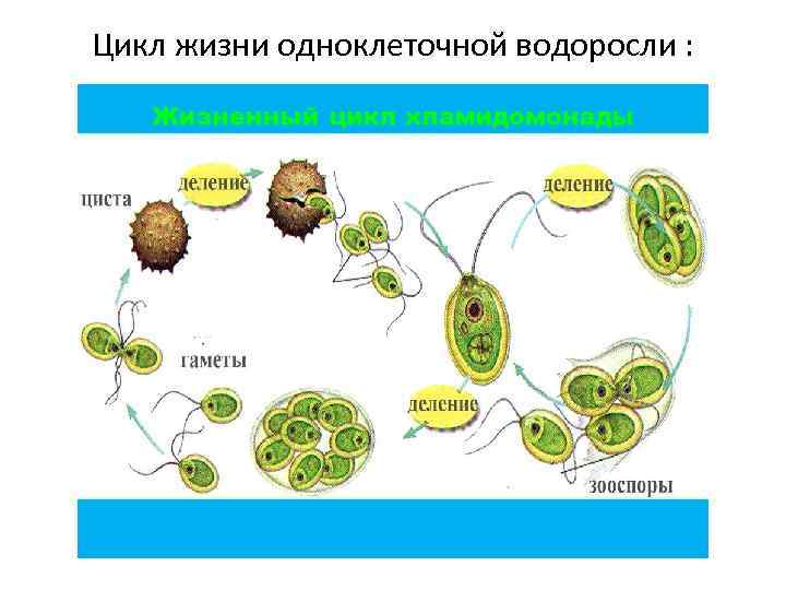 Цикл жизни одноклеточной водоросли : 