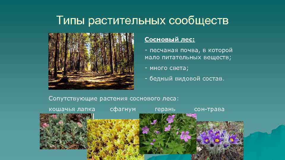 Типы растительных сообществ Сосновый лес: - песчаная почва, в которой мало питательных веществ; -