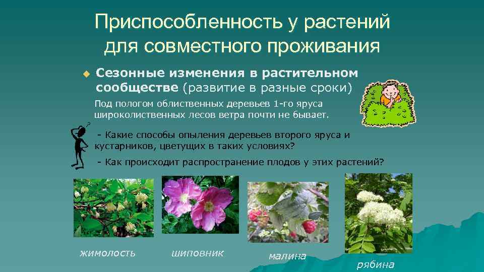 Приспособленность у растений для совместного проживания u Сезонные изменения в растительном сообществе (развитие в