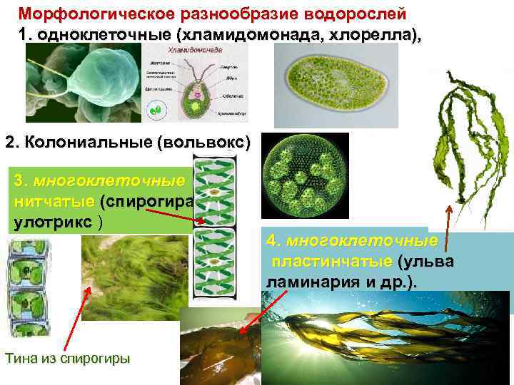 Морфологическое разнообразие водорослей 1. одноклеточные (хламидомонада, хлорелла), 2. Колониальные (вольвокс) 3. многоклеточные нитчатые (спирогира,