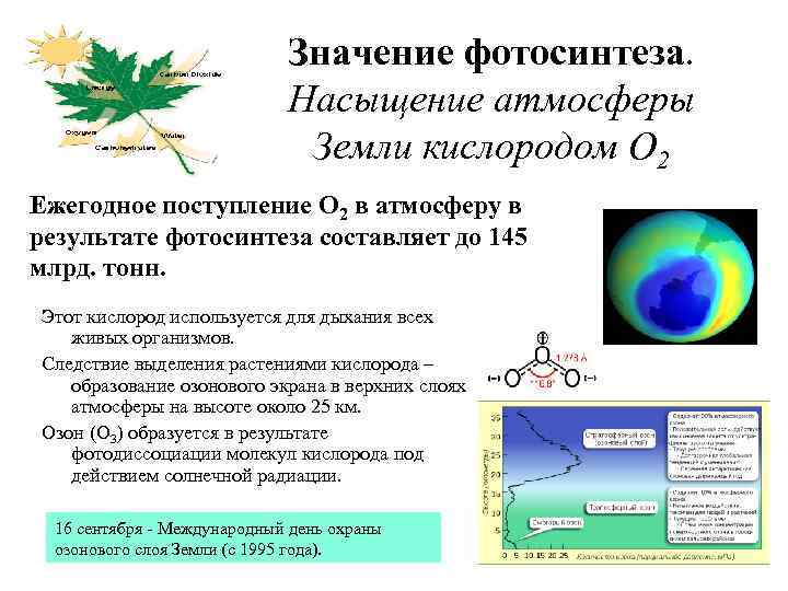 Значение фотосинтеза. Насыщение атмосферы Земли кислородом О 2 Ежегодное поступление О 2 в атмосферу