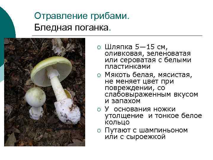 Отравление грибами. Бледная поганка. ¡ ¡ Шляпка 5— 15 см, оливковая, зеленоватая или сероватая
