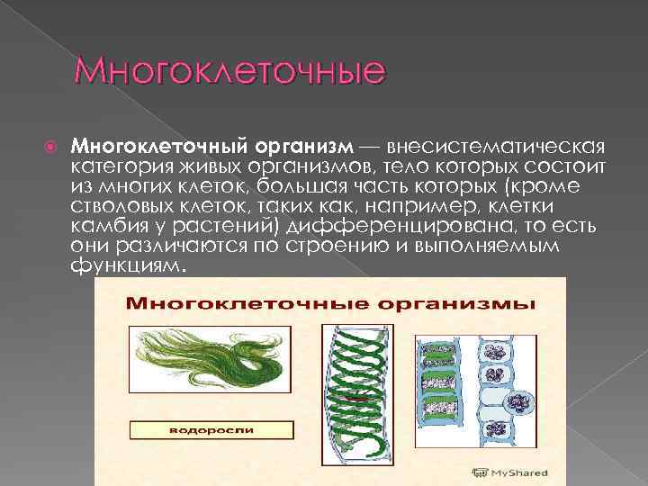 Многоклеточные Многоклеточный организм — внесистематическая категория живых организмов, тело которых состоит из многих клеток,