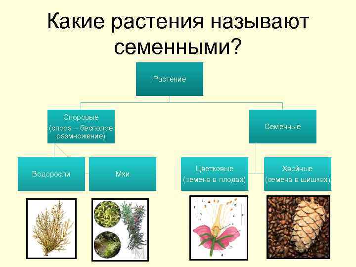 Какие растения называют семенными? Растение Споровые (спора – бесполое размножение) Водоросли Семенные Мхи Цветковые