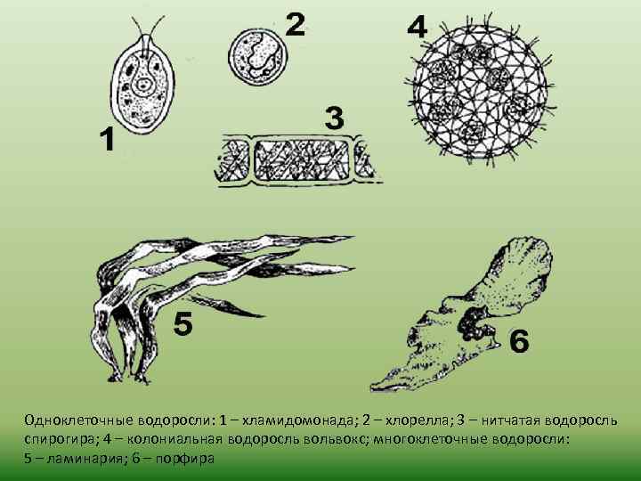 Одноклеточные водоросли: 1 – хламидомонада; 2 – хлорелла; 3 – нитчатая водоросль спирогира; 4