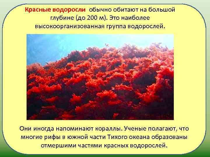 Красные водоросли обычно обитают на большой глубине (до 200 м). Это наиболее высокоорганизованная группа