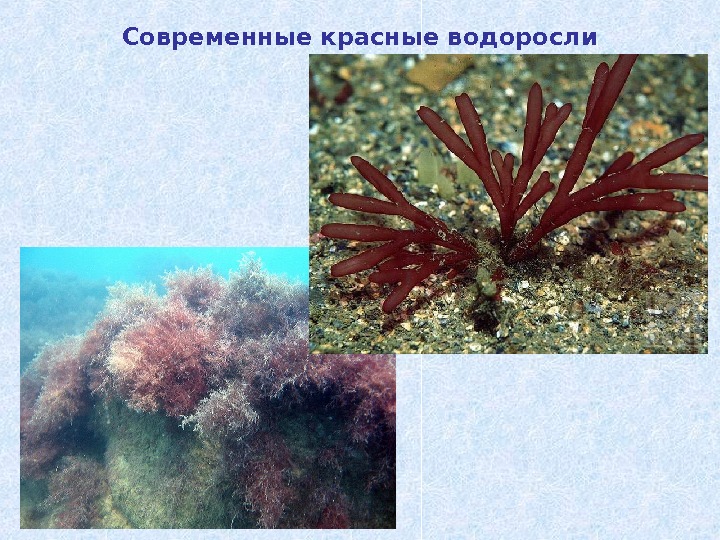 Современные красные водоросли 