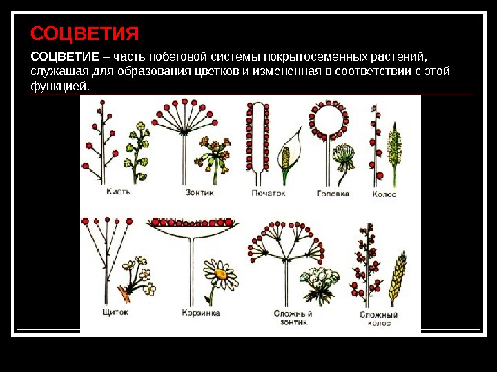  СОЦВЕТИЕ – часть побеговой системы покрытосеменных растений, служащая для образования цветков и измененная