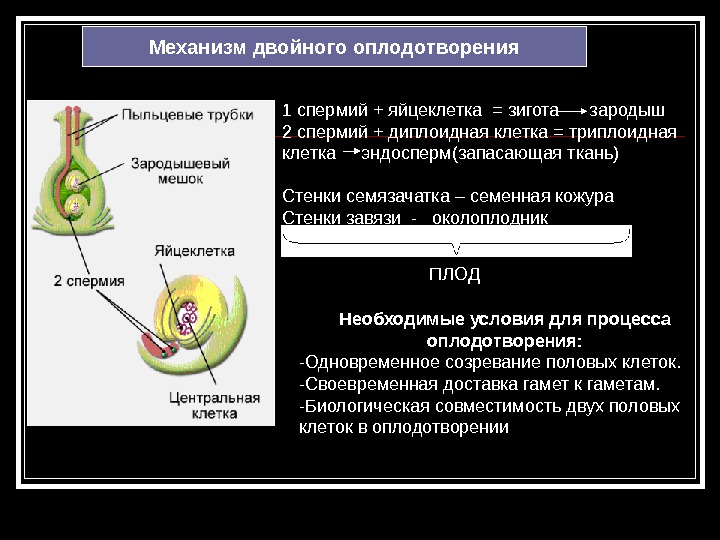  Механизм двойного оплодотворения 1 спермий + яйцеклетка = зигота зародыш 2 спермий + диплоидная