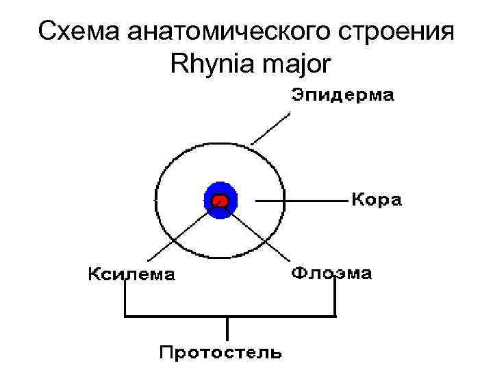 Схема анатомического строения Rhynia major 