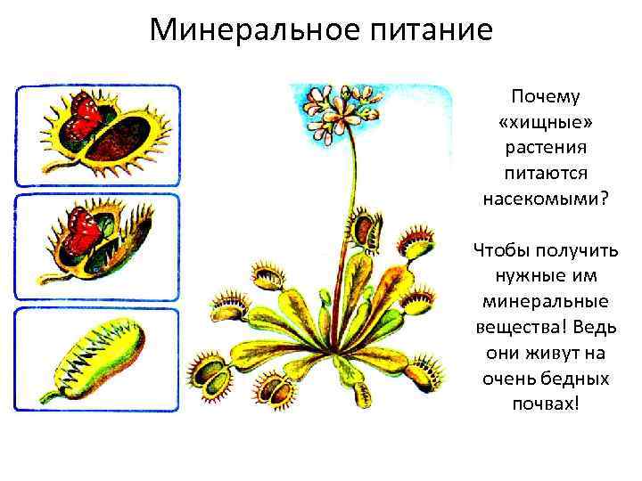 Минеральное питание Почему «хищные» растения питаются насекомыми? Чтобы получить нужные им минеральные вещества! Ведь
