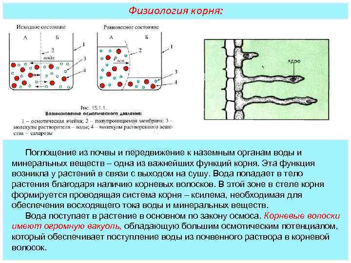Физиология корня: Поглощение из почвы и передвижение к наземным органам воды и минеральных веществ