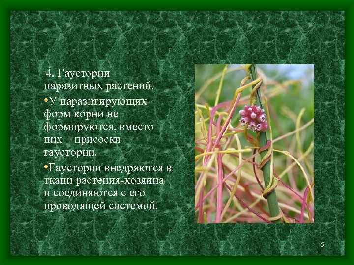 4. Гаустории паразитных растений. • У паразитирующих форм корни не формируются, вместо них –