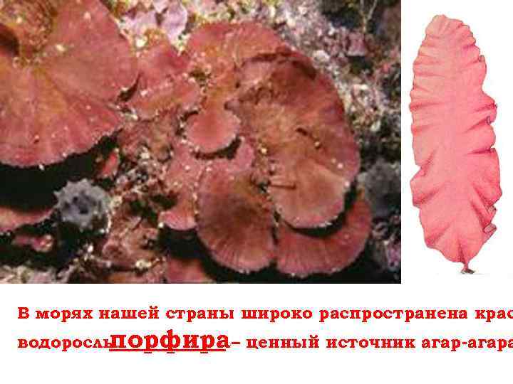 В морях нашей страны широко распространена крас водоросль порфира– ценный источник агар-агара 