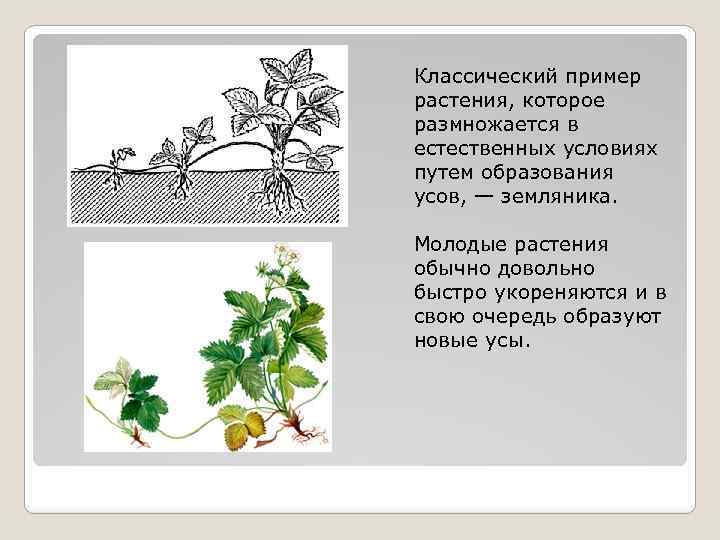 Классический пример растения, которое размножается в естественных условиях путем образования усов, — земляника. Молодые