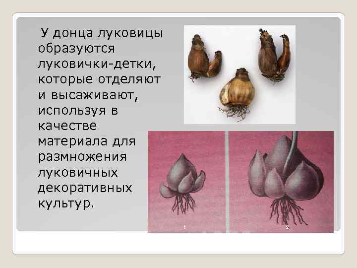 У донца луковицы образуются луковички-детки, которые отделяют и высаживают, используя в качестве материала для