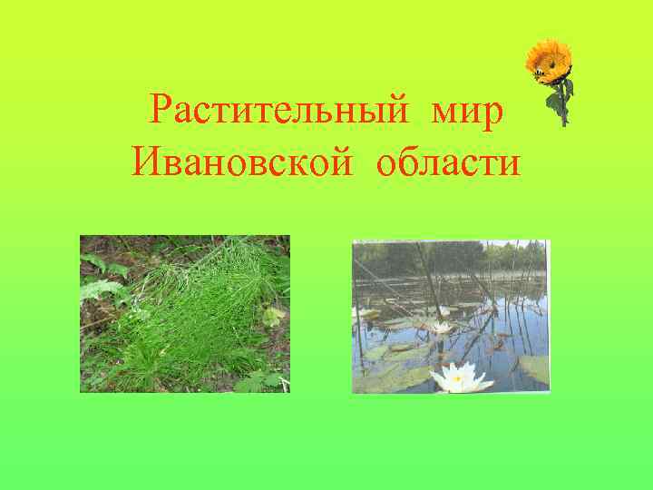 Растительный мир Ивановской области 