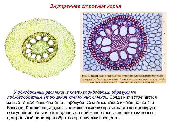 > Внутреннее строение корня У однодольных растений в клетках эндодермы