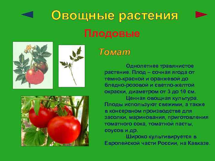 Овощные растения Плодовые Томат Однолетнее травянистое растение. Плод – сочная ягода от темно-красной и