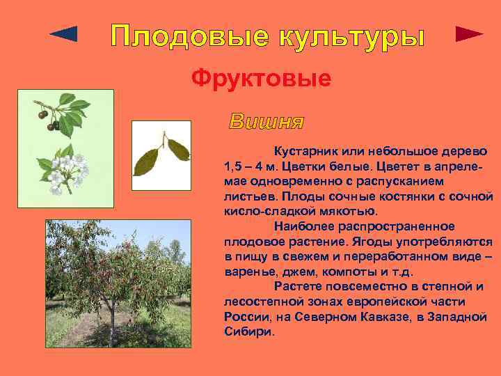 Плодовые культуры Фруктовые Вишня Кустарник или небольшое дерево 1, 5 – 4 м. Цветки