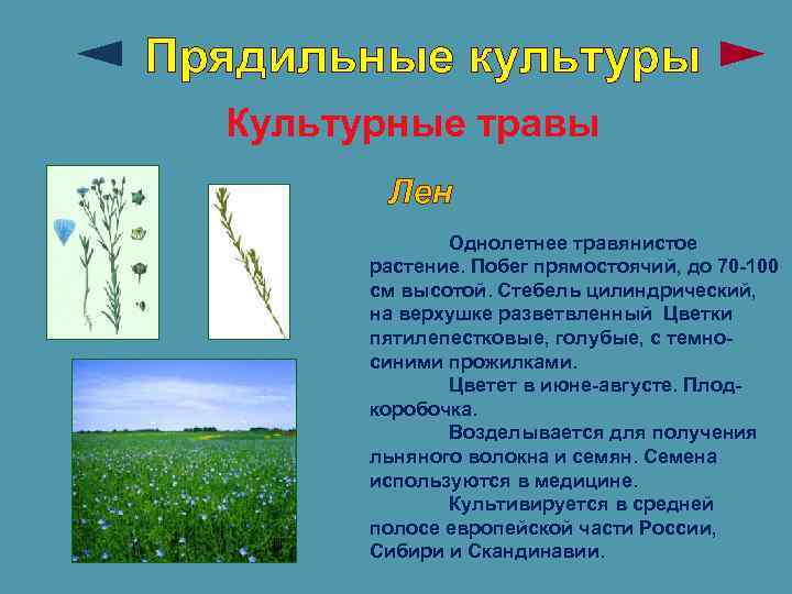 Прядильные культуры Культурные травы Лен Однолетнее травянистое растение. Побег прямостоячий, до 70 -100 см