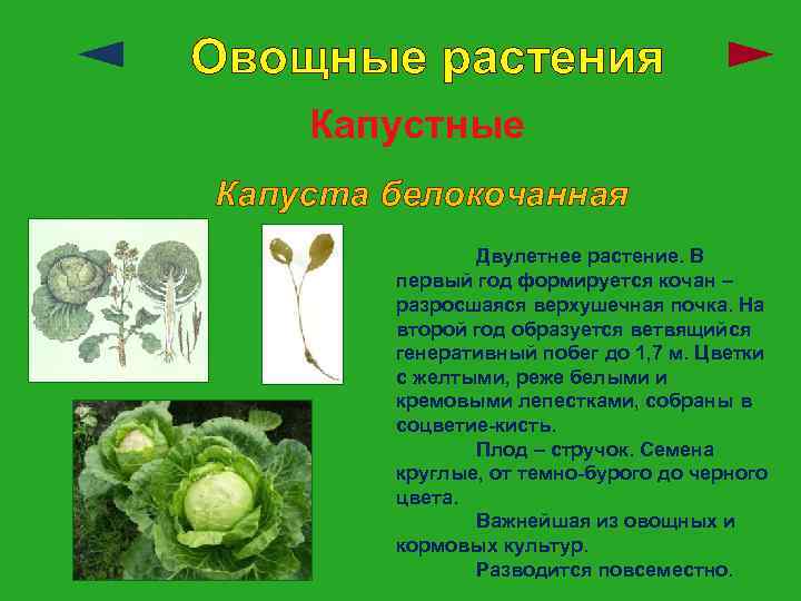 Овощные растения Капустные Капуста белокочанная Двулетнее растение. В первый год формируется кочан – разросшаяся