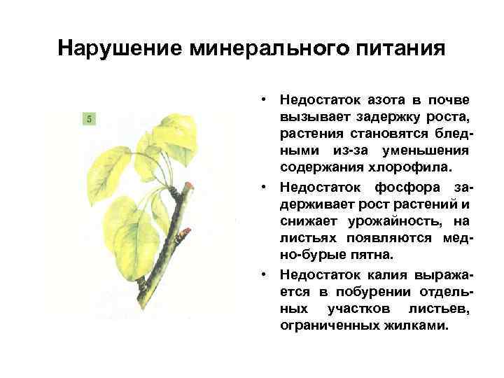 Нарушение минерального питания • Недостаток азота в почве вызывает задержку роста, растения становятся бледными