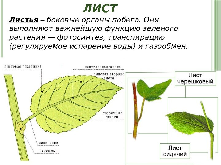 ЛИСТ Листья – боковые органы побега. Они выполняют важнейшую функцию зеленого растения — фотосинтез, транспирацию (регулируемое